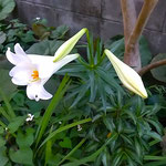 我が家では手入れもしないのに今年も白い百合の花が咲きました。　　・手入れせぬ庭に今年も百合の花(和良)
