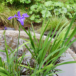 雨の日の牧野植物園の水盤にあやめが咲いていました。綺麗でした。　　・あやめ咲く植物園の水盤に(和良)