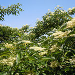 眉山ではいたるところに水木の花が咲いていました。　　　　　　　　　　　　　　　　　　　　　　・水木咲く湧水多き眉山かな（和良）