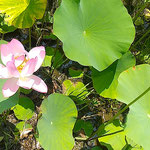 鳴門市の島田島で大賀ハスと呼ばれる古代蓮が咲き始めました。　　　　　　　・古を今に伝へて古代蓮(和良)