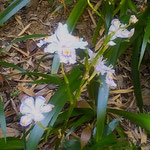 小松島市立江町の竹林では日溜りに著莪の花も咲いていました。　　　　・竹林に日溜りありし著莪の花(和良)