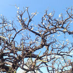 徳島市の万福寺の境内には梅の木があり咲き始めていました。　　　　・青空へぽつりぽつりと梅咲きぬ(和良)