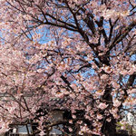 徳島市の原田家住宅の蜂須賀桜の母樹は見上げ見る高さでした。　　　・見上げ見る母樹の蜂須賀桜かな(和良)