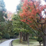 国会の庭園には全国の県木が植えられています。紅葉が綺麗でした。　　　　　・県木の庭の錦木紅葉かな（和良）