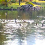 吟行した高松市の栗林公園の池にも鴨が来て陣を張っていました。　　　・名園の池に早くも鴨の陣(和良)