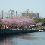 徳島市の助任川南岸の中央公園では蜂須賀桜が満開でした。　　・川面まで赤く蜂須賀桜咲く(和良)