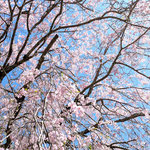 大きなしだれ桜は青空に吹雪の舞うように散っていました。　　　　　　　・青空にしだれ桜の吹雪かな(和良)