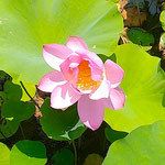 島田島の古代蓮は早朝から開花して昼には花を閉じてしまいます。　　　　・古代よりつながる命古代蓮(和良)