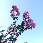 我が家の百日紅はどの花も青空が似合うと私は思っています。　　 　　・百日紅には青空がよく似合ふ(和良)