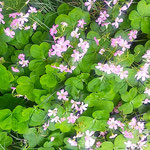 我が家の庭に紫の花が美しい酢漿草が犇くように咲きました。　　　 　　　・紫の酢漿草の花咲ける庭(和良)