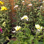 吉野川市鴨島町の菊花展・菊人形展の初日に行ってきました。　　　　・二分咲きの勢また好し菊花展(和良)