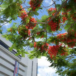 那覇市では街路に植えられた鳳凰木が真っ赤な花をつけていました。  ・琉球の花は原色雲の峰 （和良）