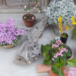 卯建の町の店先に並んだ鉢植は観光客の目を楽しませていました。　・店先の鉢植春を彩りて(和良)