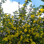 咲き競っている迎春化を仰ぎ見る小学校一年生の姿がありました。　　　　　　・迎春花仰ぎ登校一年生(和良)