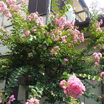 我が家の百日紅は咲きに咲き続けこれからも咲きそうです。　　　　・咲きに咲きいよいよ咲ける百日紅(和良)