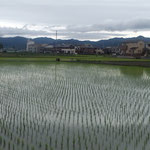 藍住町を散歩していますと田植した稲が綺麗に育っていました。　・燕飛ぶ青田の水面すれすれに(和良)