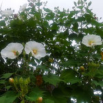 徳島市のパン屋の庭に大きな芙蓉が白い花を咲かせていました。　　・仰ぎ見る高さに咲きし芙蓉かな(和良)