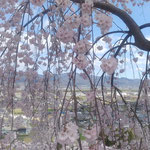 吉野川市の向麻山公園では垂れ桜越しに阿讃の山並みが見えました。・糸桜越しに阿讃の山並も(和良)