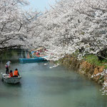 勝浦さくら祭りでは舟下りしながら桜を見ることもできました。　　・舟からのお花見子供にも人気(和良)