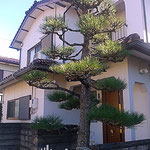 手入され玄関の松らしい風格が感じられるようになりました。　　　　・手入れされ玄関の松らしくなり(和良)