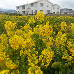 藍住町の自宅周辺の畑に菜の花が咲き競っていました。　　・菜の花の明るき新興住宅地（和良）