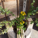 徳島城公園近くの和菓子屋さんの玄関に春の花が生けてありました。　・菜の花と小手鞠生けて春祝ふ((和良)