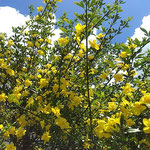 藍住町の東小学校の通学路に迎春花が咲き競っていました。　　　　　　　・青空にまぶしき黄色迎春花(和良)