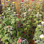 初日の菊花展ではどの菊にもこれからという楽しみがありました。　・これからという楽しみの菊花展(和良)