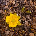 店頭に並ぶ鉢植の福寿草は野にあるように寄り添っていました。　　　　・鉢植にあれど寄り添ひ福寿草(和良)