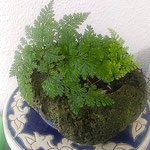 岡山の友人からいただいた常盤忍が今年も緑の葉を出しました。　　　　　・真夏日は常盤忍を日陰にと(和良)