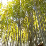 小松島市立江町で今年も筍狩りを楽しませていただきました。　　　　　　・裏年の筍にまであるらしく(和良)