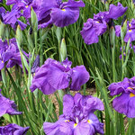徳島市の助任緑地ではやはり群生する紫の花菖蒲に見惚れました。　　　　　　・群生の紫が好き花菖蒲(和良)