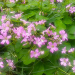 我が家の酢漿草は朝になると目覚めたように紫の花を開きます。　　　・酢漿草の目覚めたるごと花開く(和良)