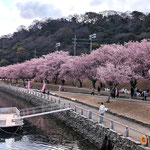 助任川南岸の蜂須賀桜は川面にも赤く咲き満ちていました。　　　　　　　・川面にも赤き蜂須賀桜かな(和良)