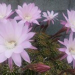 我が家の庭の仙人掌は太陽とともに大きな花を開いています。　　　　　　・太陽とともに仙人掌花開く(和良)