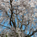 神山温泉の大きなしだれ桜は滝のようにしだれ咲いていました。　　・滝のごとしだれてしだれ桜かな(和良)