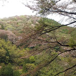 上勝町の正木ダムから眺めた山は若葉と残花が色を増していました。　・闌けゆけばいよいよ多彩花の山(和良)