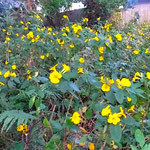 室戸岬の燈台への道にはキバナアマが咲き競っていました。　　　　　・燈台へキバナアマ咲く道を行く(和良)