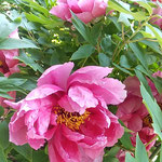 鳴門市の観音寺の牡丹は朝の柔らかい光に輝いて見えました。　　　　　・やはらかき朝の光の牡丹かな(和良)