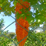藍住町では金網の塀のゴーヤが熟れ過ぎた実をつけていました。　・遠目にも熟れ過ぎてゐるゴーヤかな(和良)