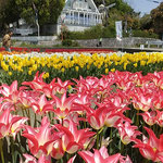 北島町のチューリップ園では誰も彼もが写真を撮っていました。　・写真撮りたくなる気分チューリップ(和良)