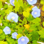 我が家の朝顔は大地を這って今日を限りと花を咲かせています。　　　・朝顔の今日を限りと咲いてをり(和良)　