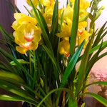 我が家ではいただいた蘭の花を玄関に飾り新年を迎えました。　　　　　　　・蘭の花飾り新年迎へけり(和良)