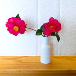 一輪の山茶花ですがレストランの部屋を明るくしていました。　　・山茶花の活けられてゐるレストラン(和良)