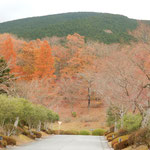 富士山の裾野にある御殿場市の富士霊園は紅葉に包まれていました。　　　・野も山も紅葉の中の墓参かな（和良）