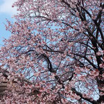 徳島市の原田家住宅では蜂須賀桜が満開になり、御茶会が開かれていました。　　・青空へ蜂須賀桜鮮やかに(和良)