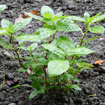 すくすく育っている外山家の藍にやさしく雨が降っていました。　・植ゑられし藍にやさしき雨の降る(和良)