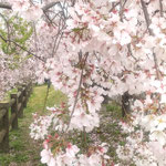 向麻山公園の枝垂れ桜はゆっくりと散り始めていました。　　　　　・散り急ぐ花はなけれどまた落花(和良)