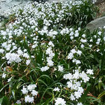 徳島城のあった徳島市中央公園では著莪の花が群れを成していました。　　・遠目にも白き一叢著莪の花（和良）