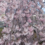 吉野川市の向麻山公園の垂れ桜は滝のように垂れ落ちていました。　・滝のごとしだれ咲き満つ桜かな(和良)